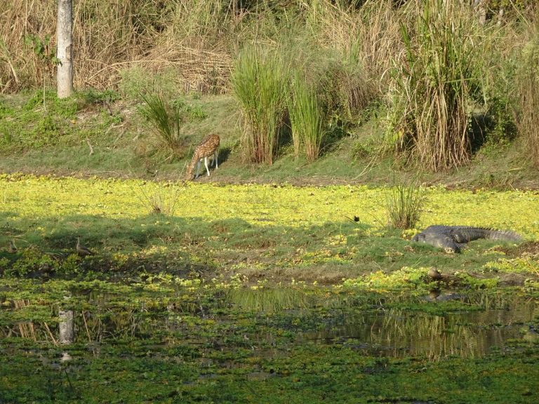 chitwan-2-scaled