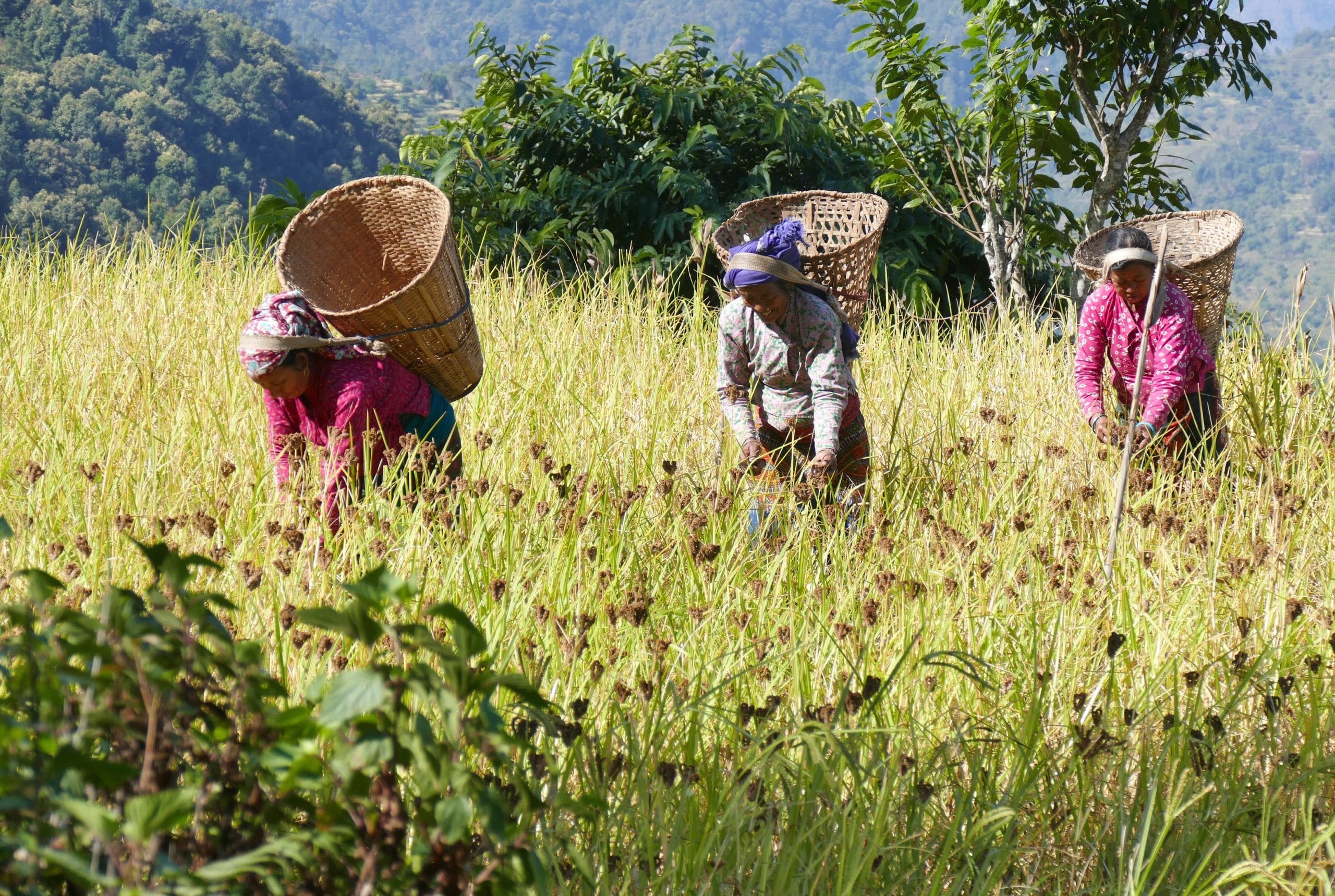 Trek facile, safari et village rural dans les Annapurnas