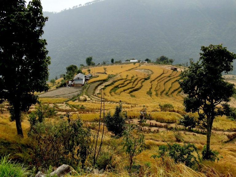 pays-gurung-1-scaled