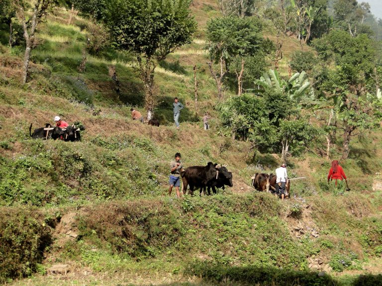 pays-gurung-5-scaled
